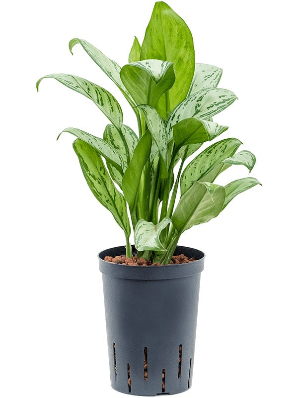 Aglaonema 'Christina' - Tuft