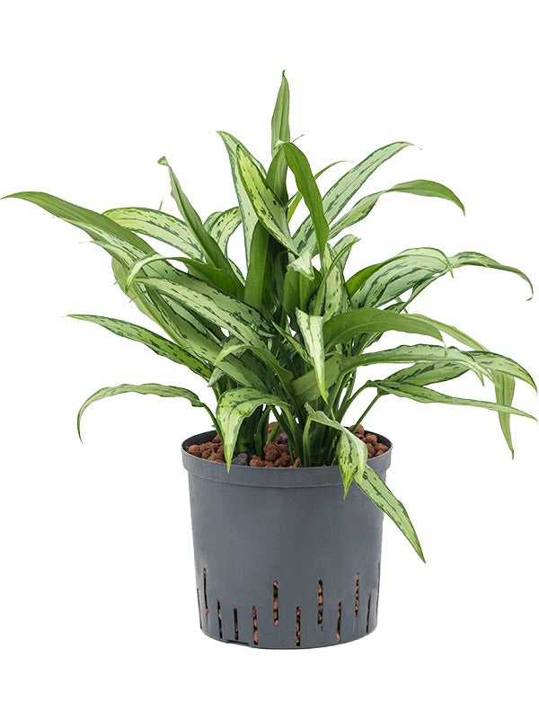 Aglaonema 'Cutlass' - Tuft