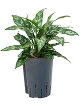 Aglaonema 'Maria' - Tuft