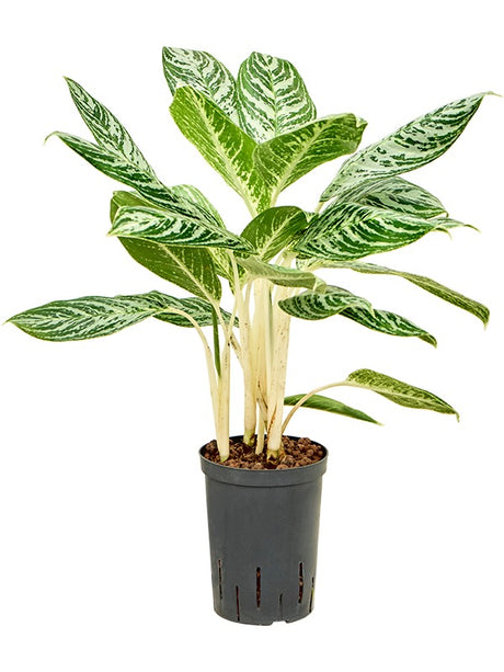 Aglaonema 'Madonna' - Tuft