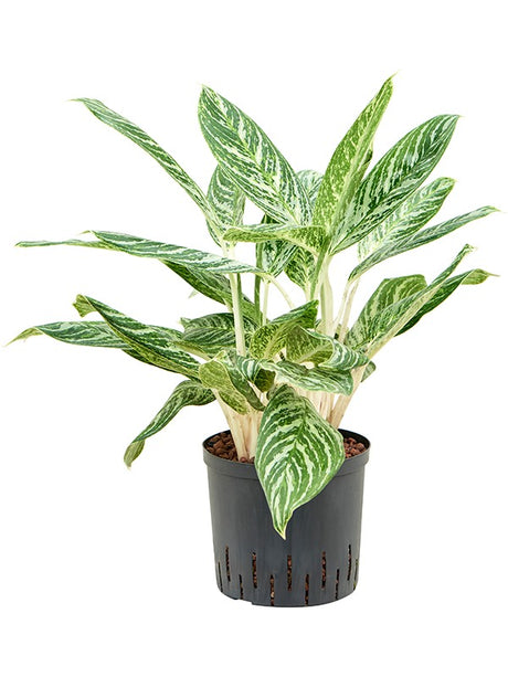 Aglaonema 'Madonna' - Tuft