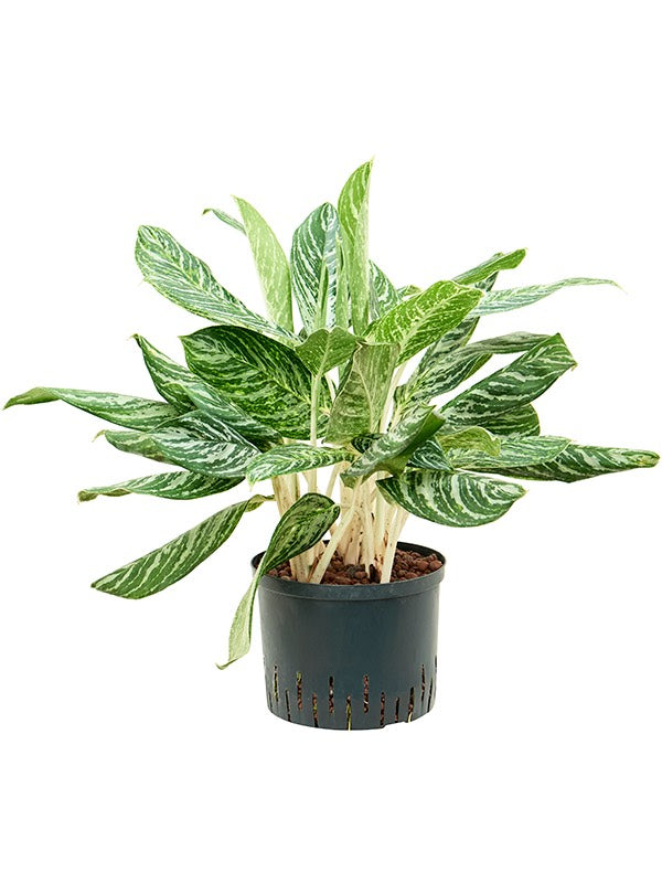 Aglaonema 'Madonna' - Tuft