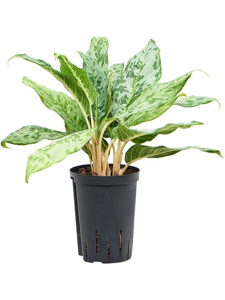 Aglaonema 'Pavo Real' - Tuft