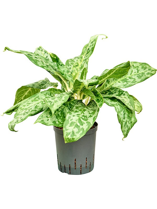 Aglaonema 'Pavo Real' - Tuft