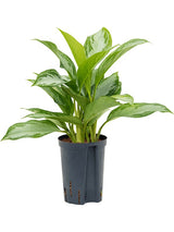 Aglaonema 'Silver Bay' - Tuft