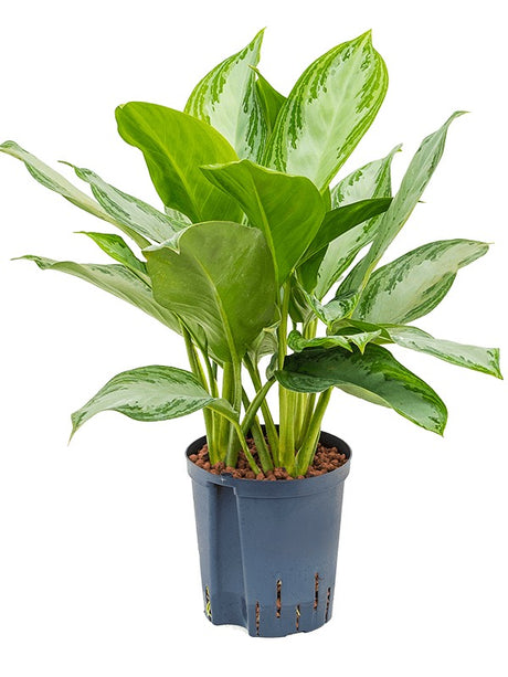 Aglaonema 'Silver Bay' - Tuft