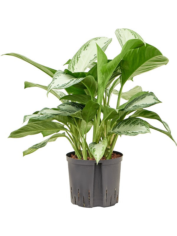 Aglaonema 'Silver Bay' - Tuft