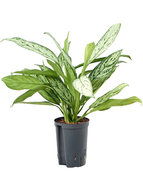 Aglaonema 'Silver King' - Tuft