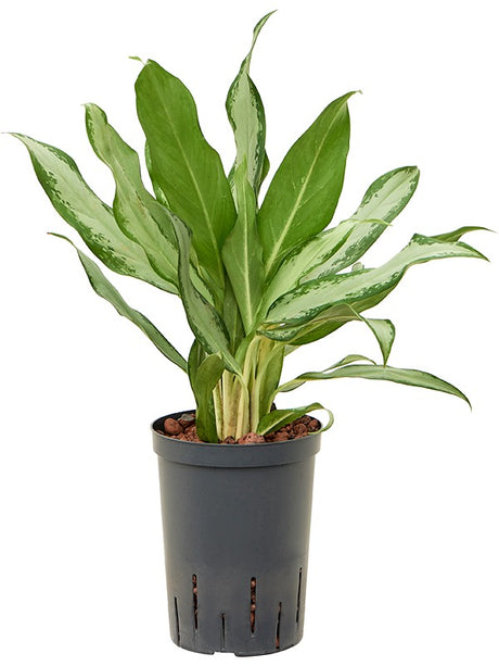 Aglaonema Commutatum 'Silver Lance' - Tuft