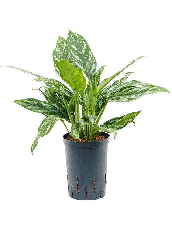 Aglaonema 'Splash' - Tuft