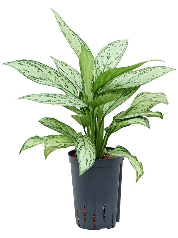 Aglaonema 'Silver Queen' - Tuft