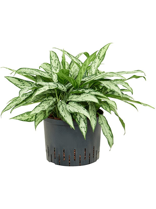 Aglaonema 'Silver Queen' - Tuft