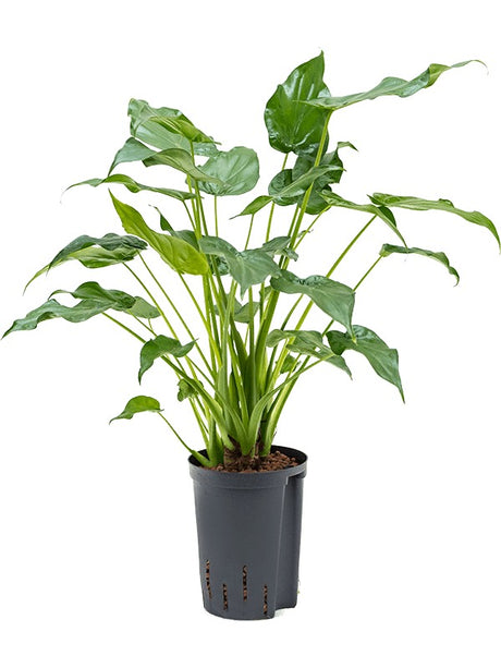 Alocasia Cucullata - Bush