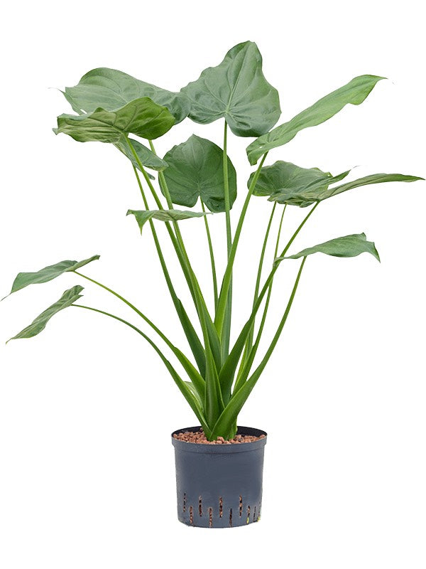 Alocasia Cucullata - Bush