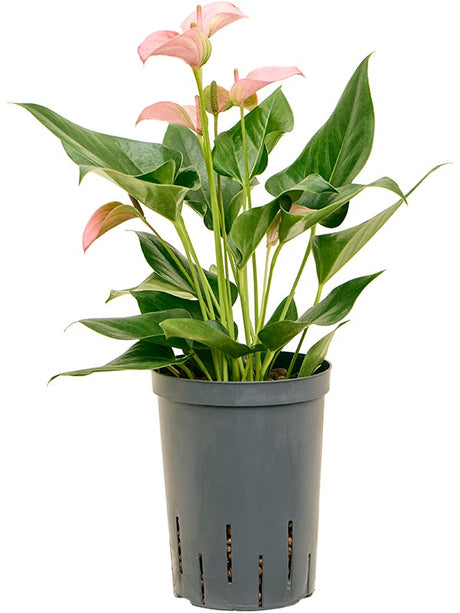 Anthurium Andraeanum 'Joli' - Bush Pink