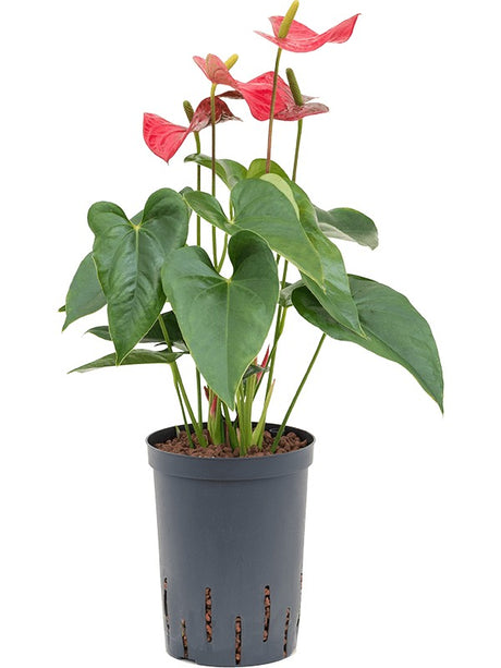 Anthurium Andraeanum 'Sierra' - Bush Red