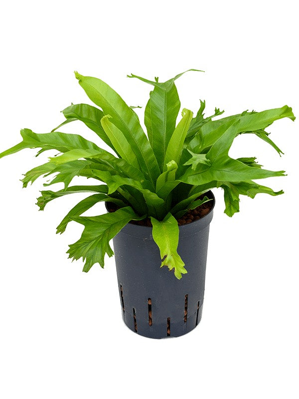 Asplenium Antiquum 'Amy'