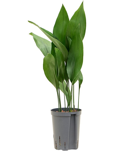 Aspidistra Elatior - Tuft