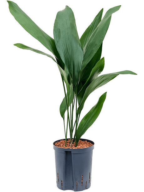 Aspidistra Elatior - Tuft