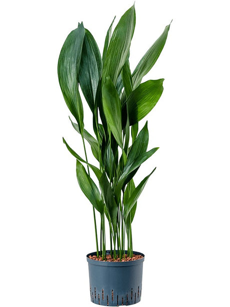 Aspidistra Elatior - Tuft