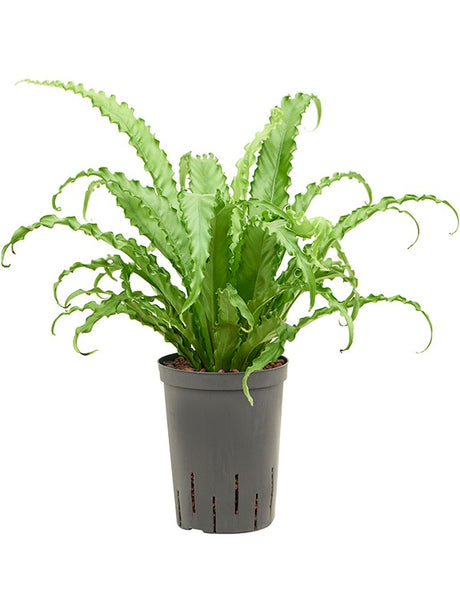 Asplenium Antiquum 'Osaka'