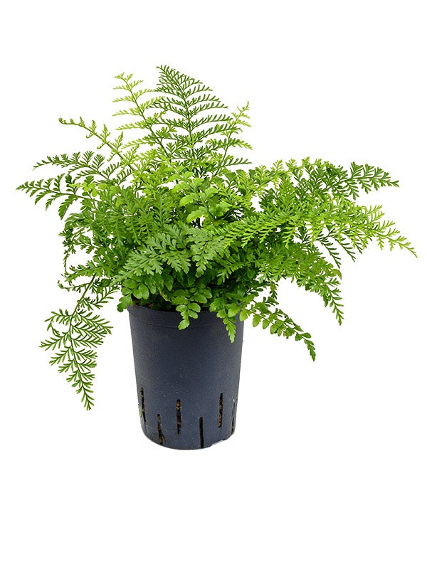 Asplenium Dimorphum 'Parvati'