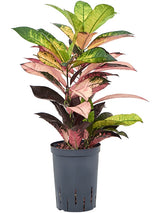 Croton (Codiaeum) Variegatum 'Mrs. Iceton' - Tuft