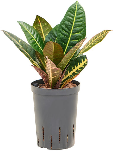 Croton (Codiaeum) Variegatum 'Petra' - 2Pp