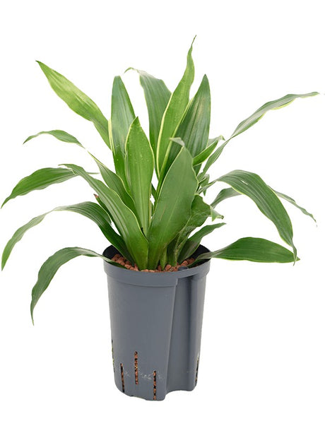 Dracaena Fragrans 'Arturo' - Head 2Pp