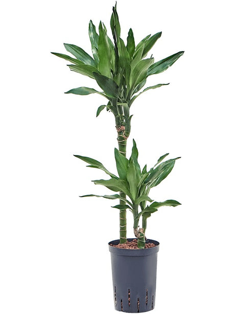 Dracaena Fragrans 'Burundii' - 45-15