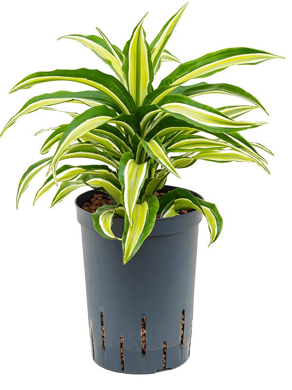 Dracaena Fragrans 'Malaika' - Head