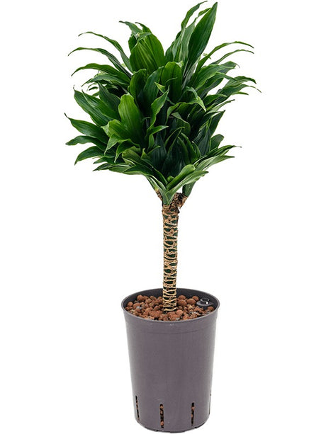 Dracaena Fragrans 'Compacta' - 30