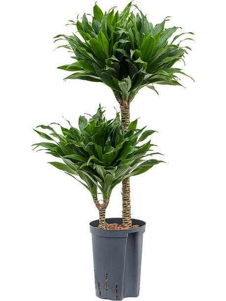 Dracaena Fragrans 'Compacta' - 45-15