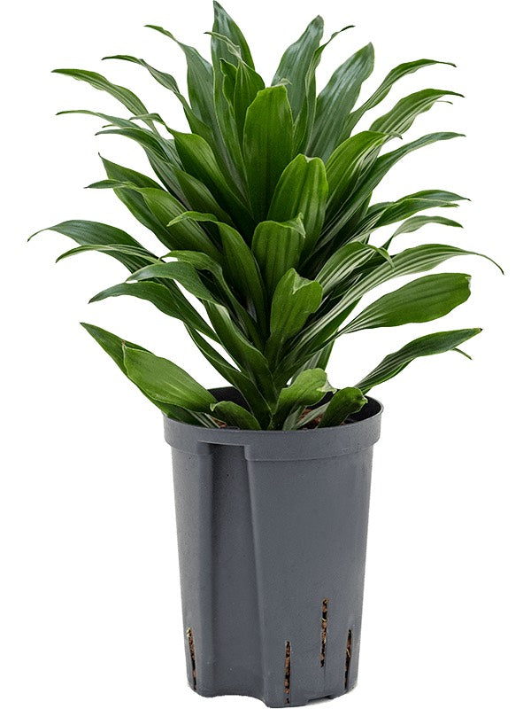 Dracaena Fragrans 'Compacta' - Head