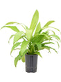 Dracaena Fragrans 'Limelight' - Head 2Pp