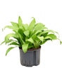 Dracaena Fragrans 'Limelight' - Head 5Pp