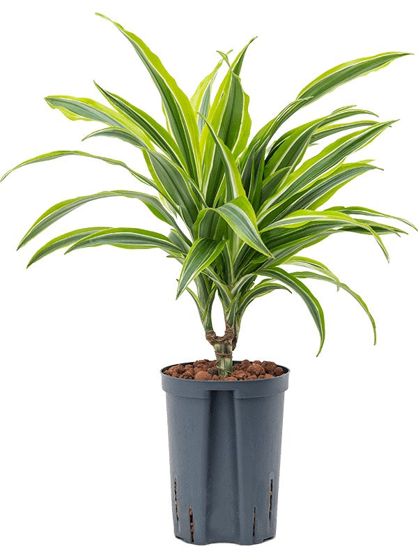 Dracaena Fragrans 'Lemon Lime' - 15