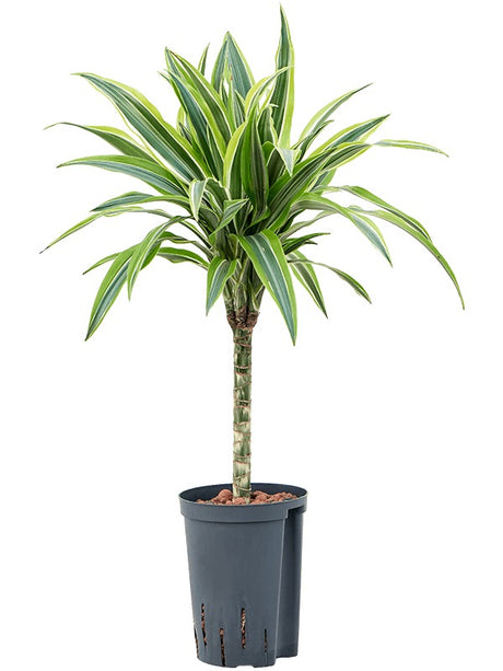 Dracaena Fragrans 'Lemon Lime' - 30