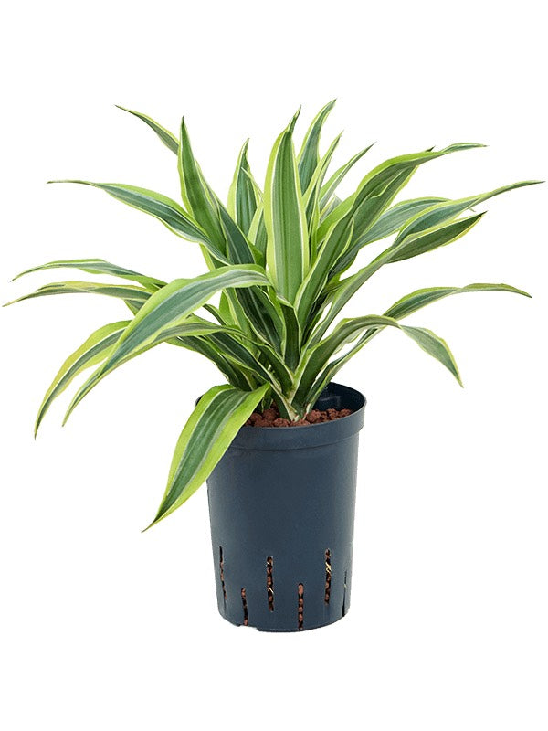 Dracaena Fragrans 'Lemon Lime' - Head 2Pp