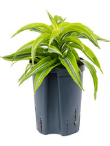 Dracaena Fragrans 'Lemon Surprise' - Head