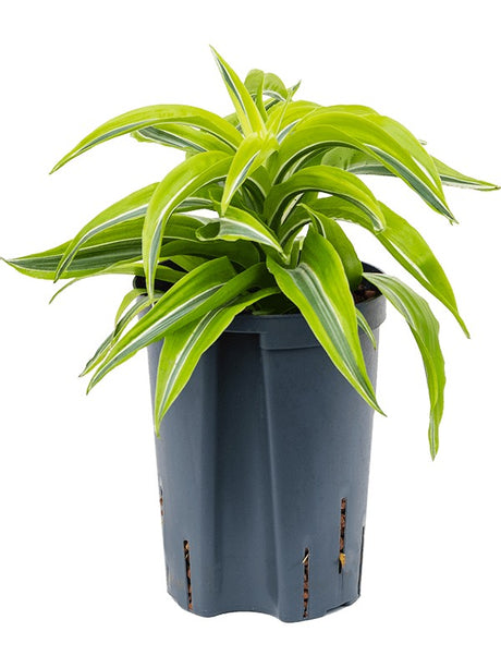 Dracaena Fragrans 'Lemon Surprise' - Head