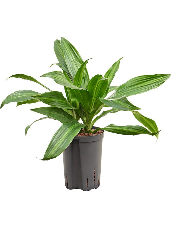 Dracaena Fragrans 'Rainbow' - Head 2Pp