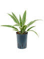 Dracaena Deremensis 'White Stripe' - Head