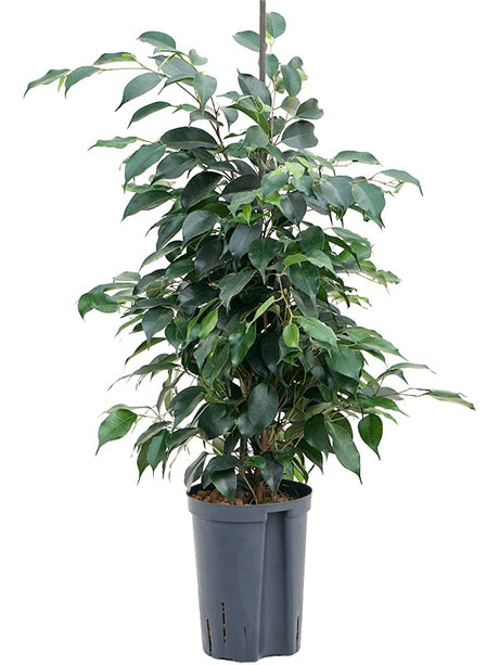 Ficus Benjamina 'Danielle' - Tuft