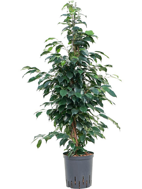 Ficus Benjamina 'Danielle' - Tuft