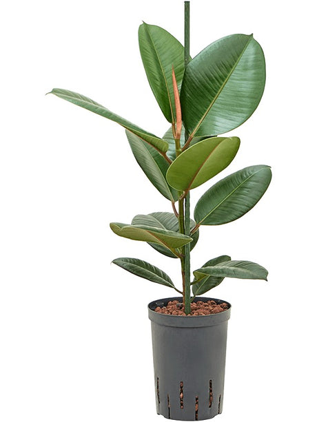 Ficus Elastica 'Robusta' - 1Pp