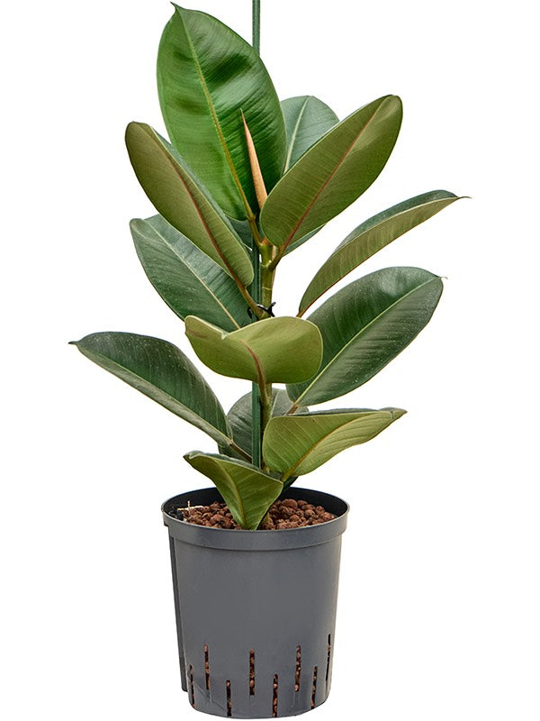 Ficus Elastica 'Robusta' - 1Pp