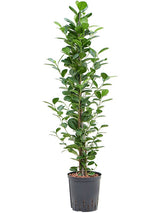 Ficus Microcarpa 'Moclame' - Tuft