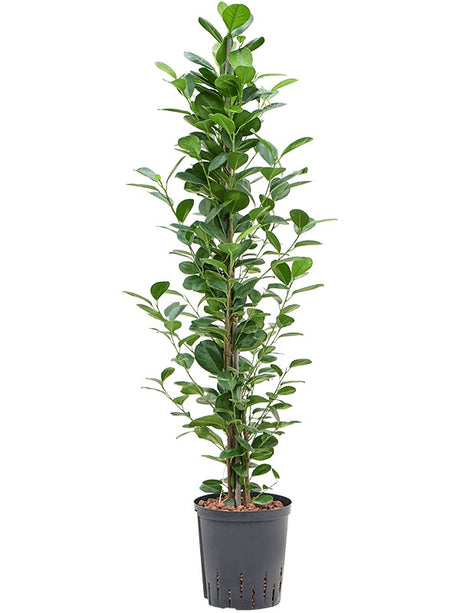 Ficus Microcarpa 'Moclame' - Tuft