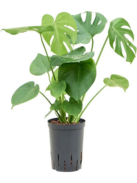 Monstera Deliciosa